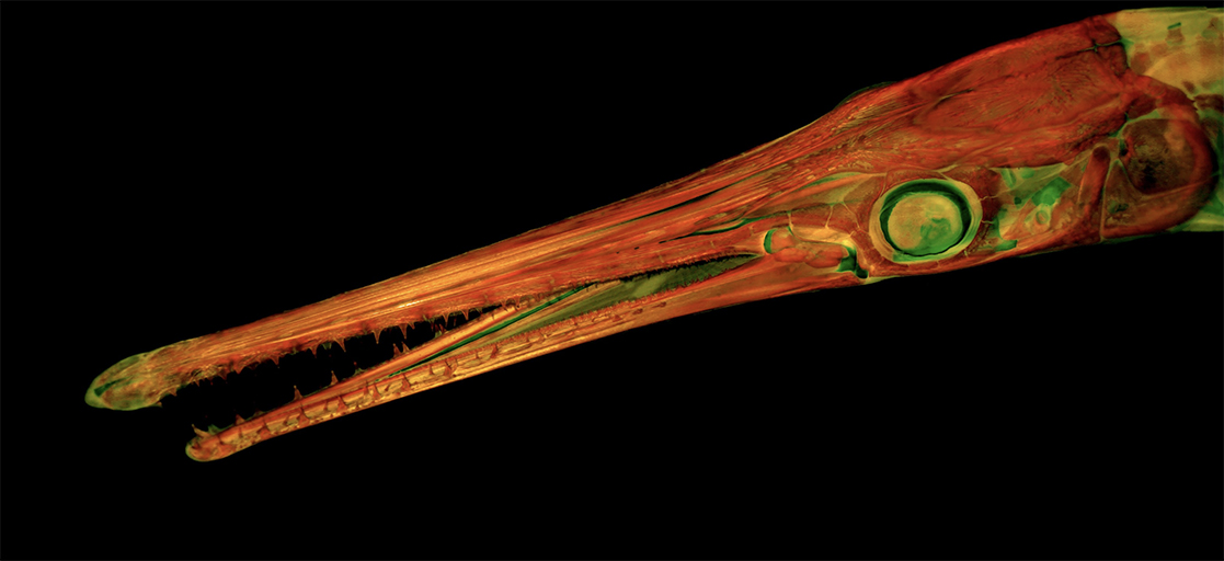 reddish image of fish's very long thin snout, showing the musculature thanks to a dye and fluorescent light
