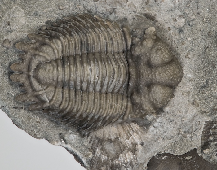 "The trilobite Acanthopyge, from Oklahoma, in the collections of the Division of Invertebrate Paleontology in the KU Biodiversity Institute. Credit: Steven Wagner."