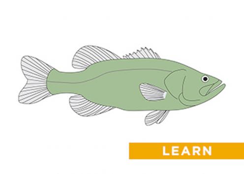 illustration of a fish, in profile. It's green and has two fins on top, one on the bottom, two on the side and one large fin on its tail.