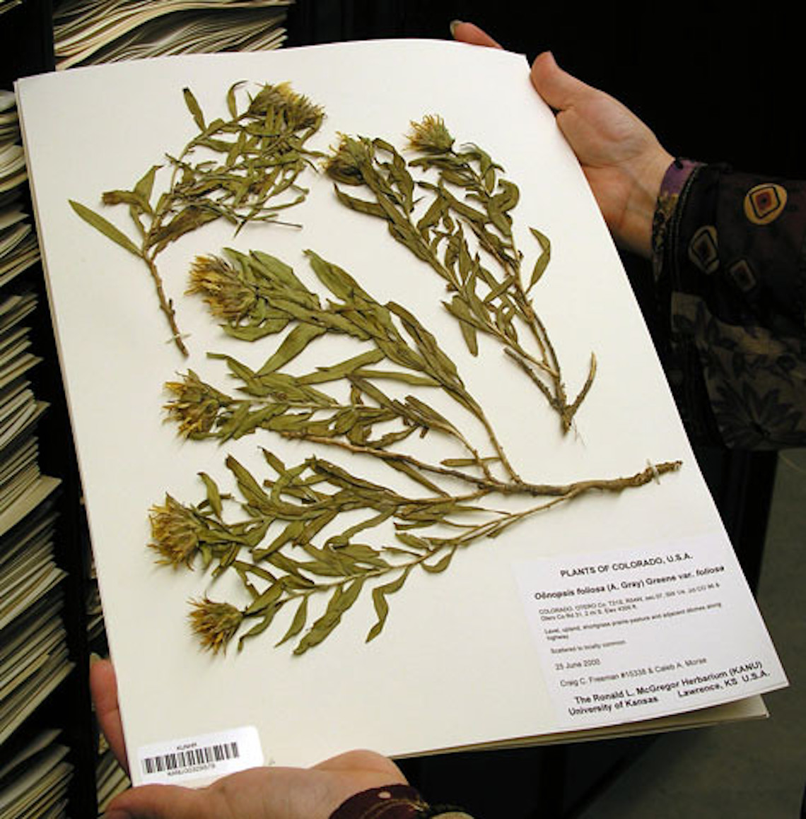 Pressed, preserved plant specimen from the collection with a bar code on the paper and plant details.