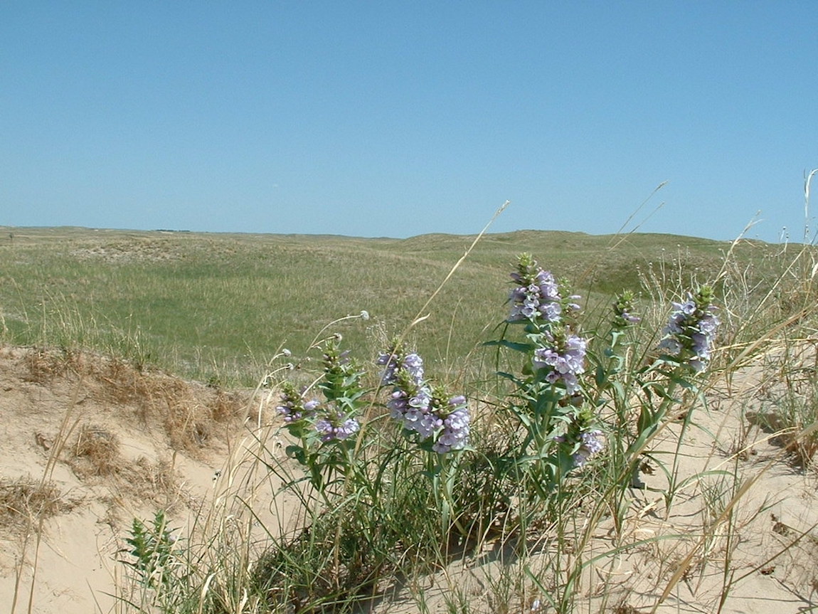 blowout beardtongue plants in foreground with silver purplish tall blooms against a landscape with sand in the front and vast green grasslands