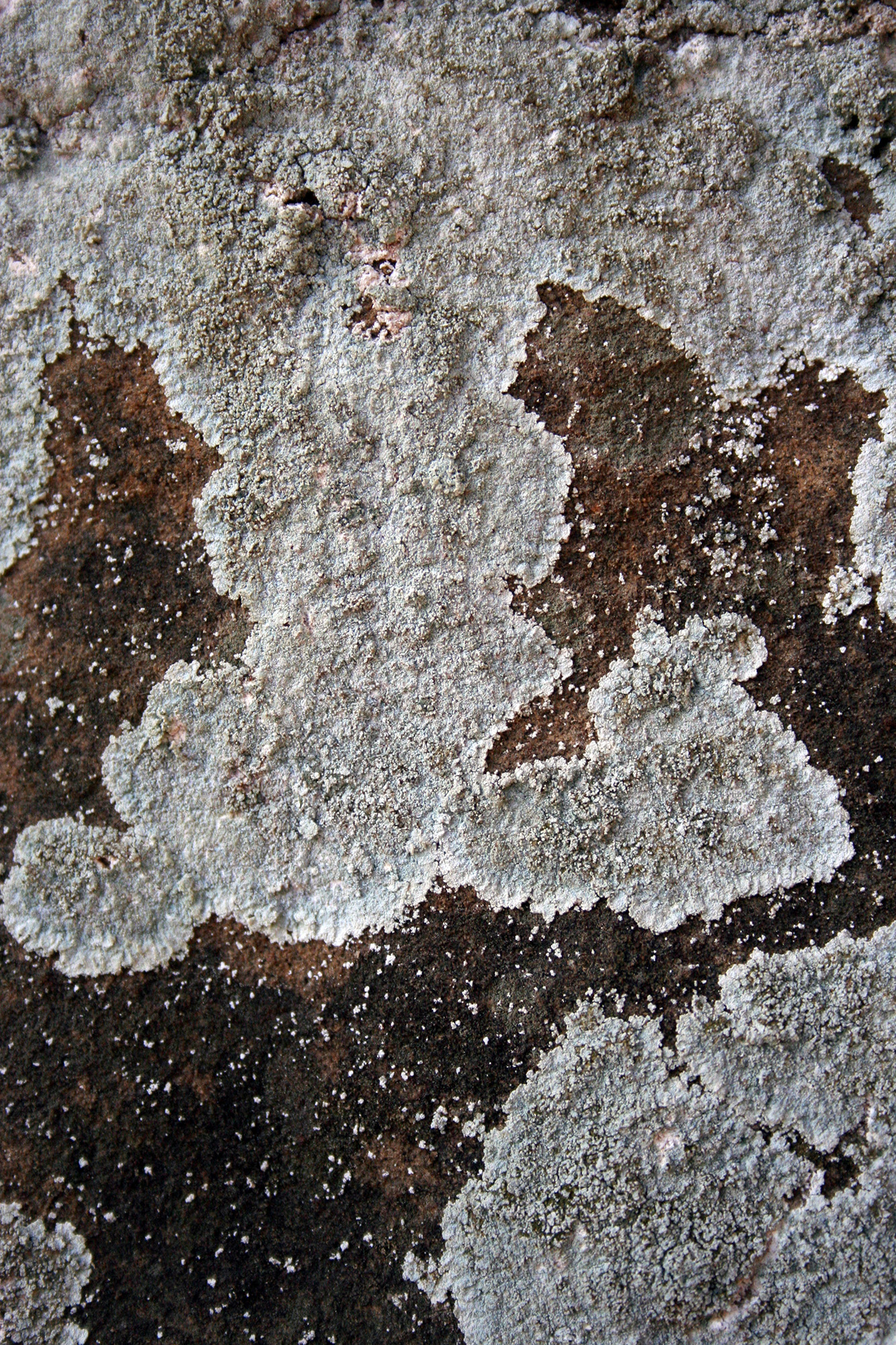 Close up of lichen sample showing gray growth and whiter edges over brown background