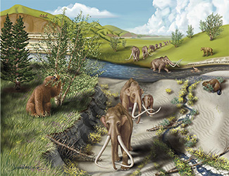 Rocks and Fossils cover