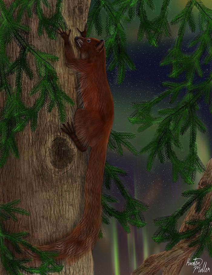 "scientific illustration of specimen, resembling a squirrel on a tree"