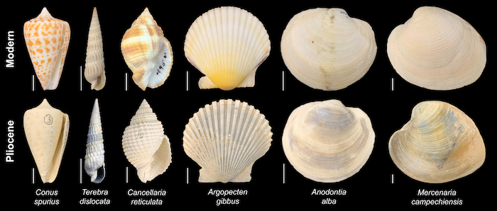 "Specimens of fossil (~ 3 million year old) and modern clam and snail species from the southeastern United States. Lieberman's research will focus on using characteristics of these species, and others like them, to determine what made them survive the intervening three million years, while other species went extinct. Lieberman and his colleagues will in turn use this to predict which species will survive in the face of impending climate change over the next few hundred years, and which will go extinct. Credit: Jonathan Hendricks, Paleontological Research Institute, Ithaca, New York."