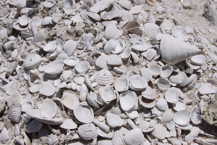"A picture of Pliocene (~ 3 million year old) fossil mollusks as discovered out in the field in Florida. Credit: Jonathan Hendricks, Paleontological Research Institute, Ithaca, New York."