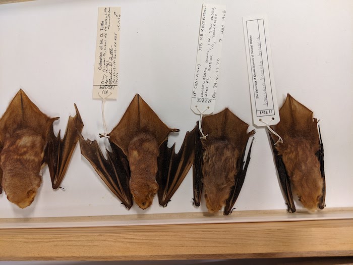 "a row of 4 bat specimens"