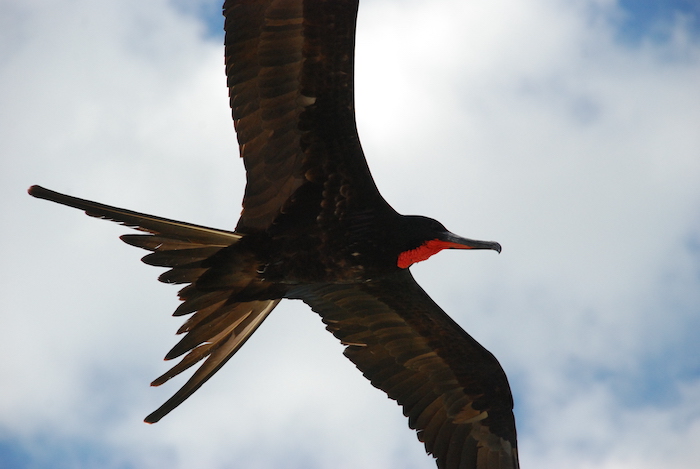 "magnificent frigatebird in flight, dark bird, credit: Town Peterson"