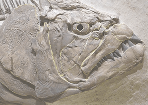 Close up of the head of a very grumpy looking fish fossil with a downturned mouth which is filled with sharo teeth. This is a Xiphanctinus (Portheus) Molossus fossil