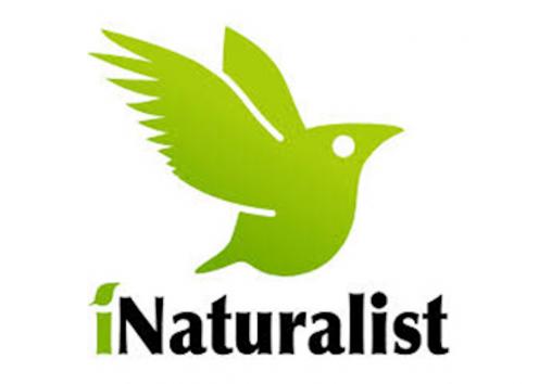 iNaturalist logo with a green bird in flight, with text iNaturalist under it.