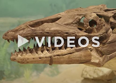 Long Mosasaur skull (marine reptile), with many sharp teeth. Text overlay "Videos", pointing to the museum's YouTube Channel