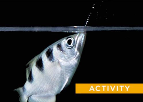 photo of an archerfish, silver with black patches on top, swimming just below the water's surface and shooting a little water from its mouth, above the water line