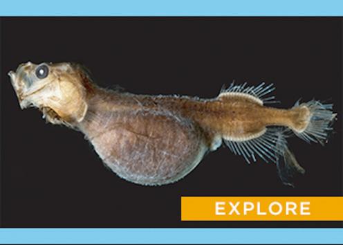 An usual sea creature that looks like a fish on its tail. It is skinny except for a pronounced, protruding belly. it's face has an eye but it's difficult to discern other features. 