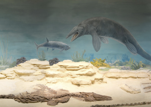 Extinct Marine Reptile exhibit with fossils in front and illustration in back 