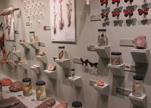 Many different biological specimens, all in naturally-occuring shades of red, with rows of deep orange butterflied at top right, pink pressed flowering plants at top center and different jars of frogs, lizards and other specimens on small shelves. Photo from the museum's Exhibit of Red