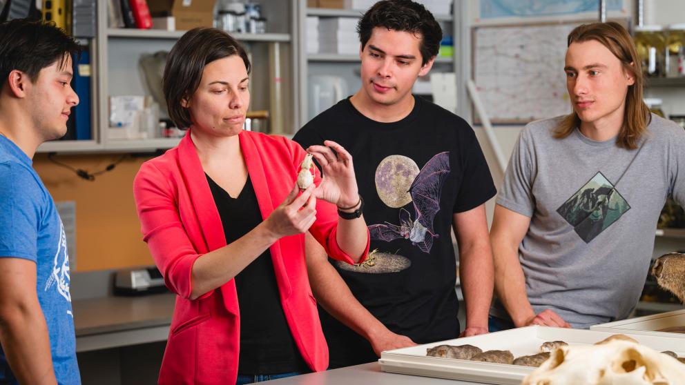 Robert W. and Geraldine Wilson Assistant Professor Jocelyn Colella shows student researchers (from left) Alex Hey, Daniel Ibañez IV and Ben Wiens what types of information the skull of a small mammal can reveal.