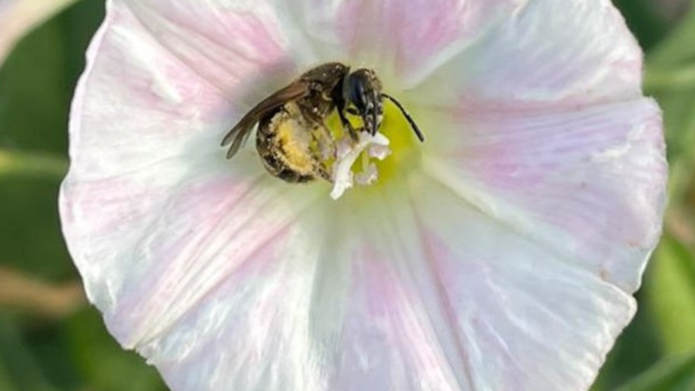 Bee resting on a flower. 